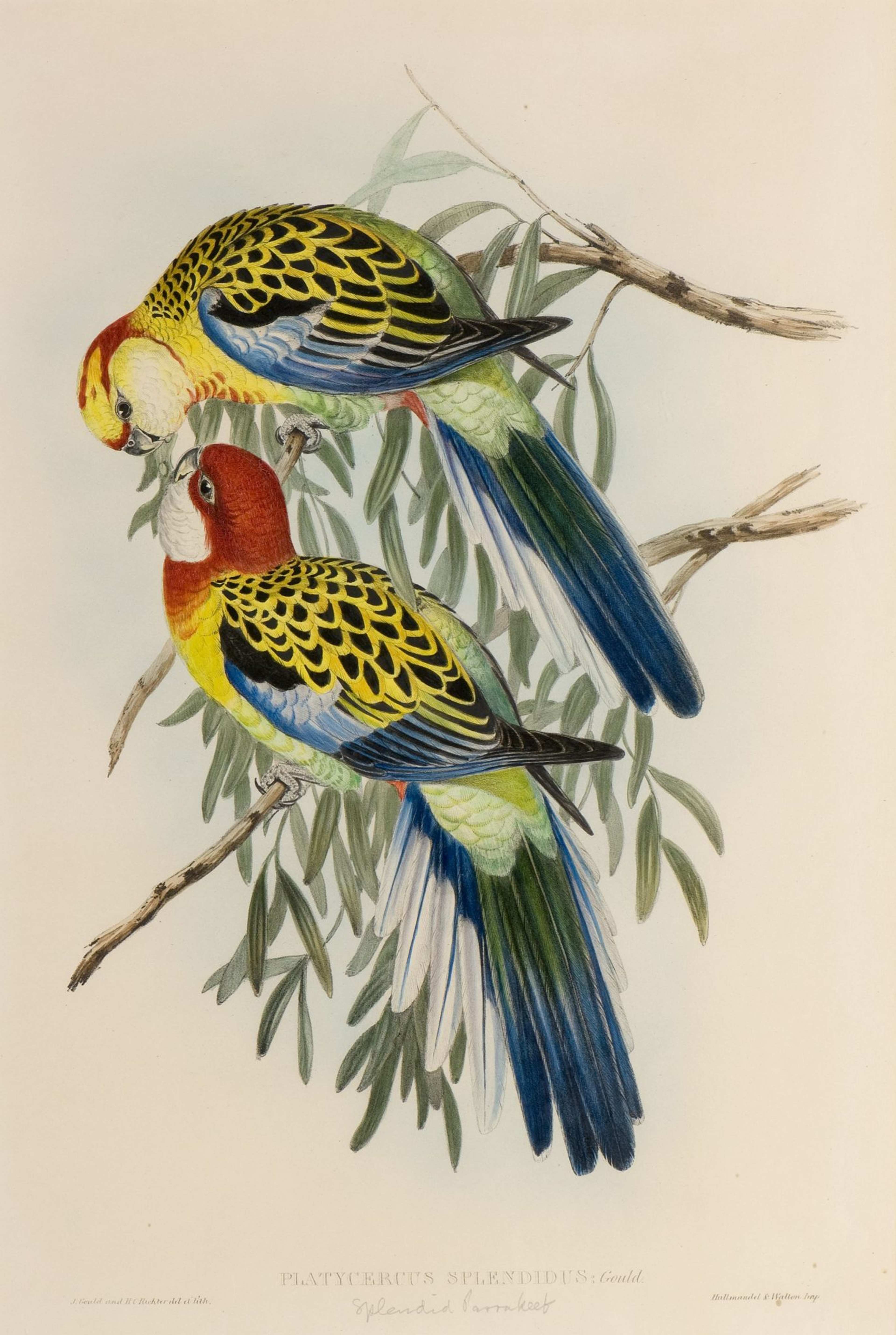 A colour print of two parrakeets on a branch
