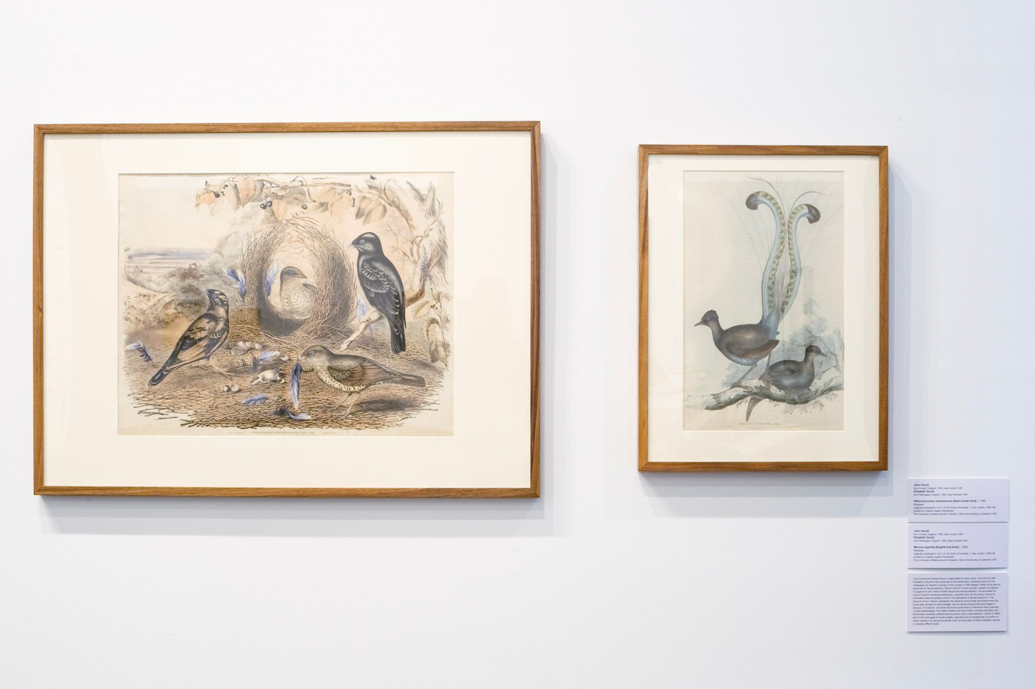 A photo of a gallery showing two works on paper depicting bird species
