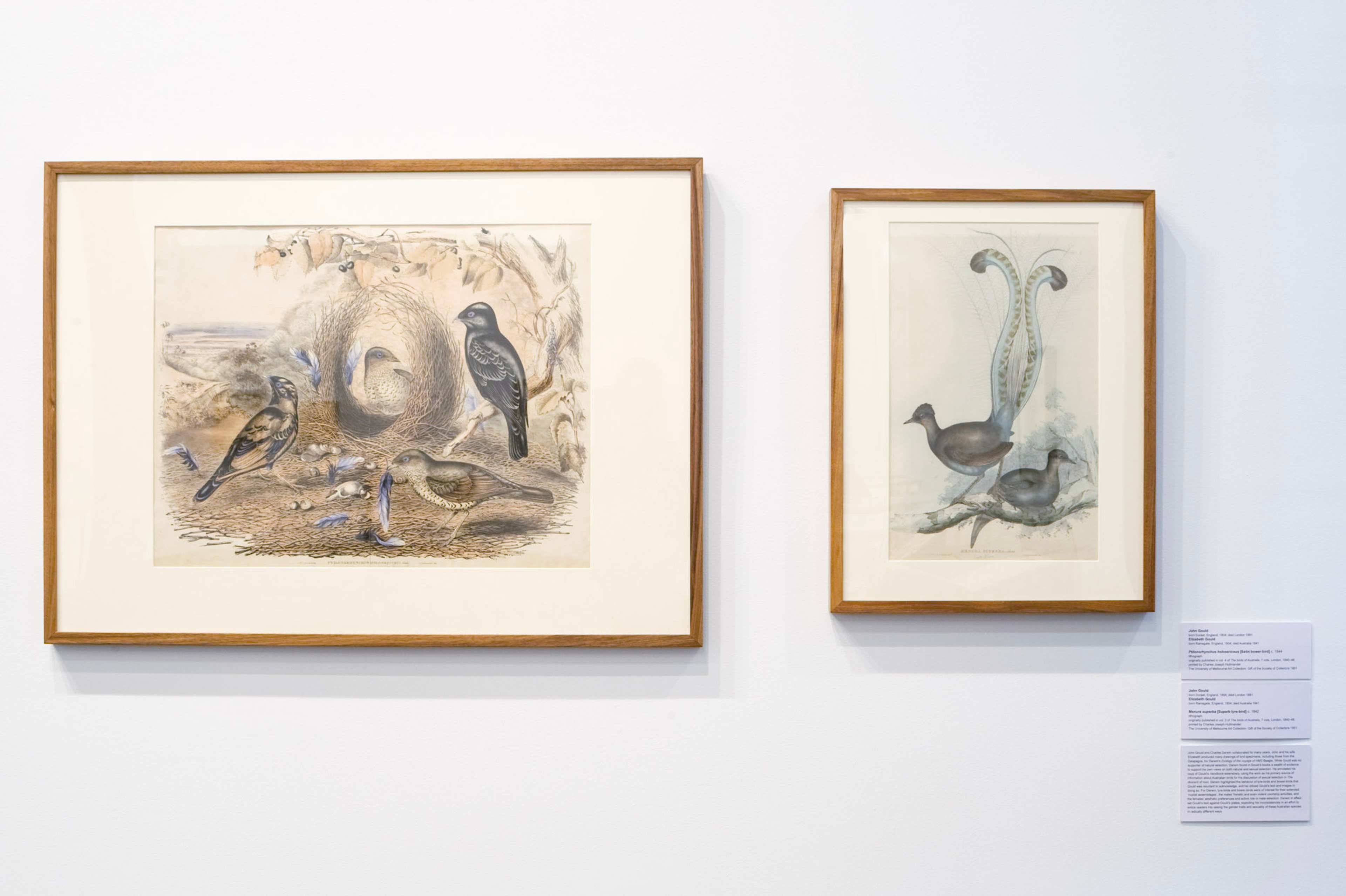 A photo of a gallery showing two works on paper depicting bird species