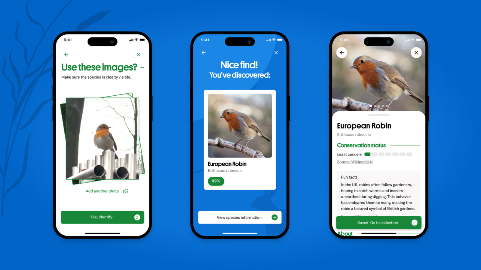 Drie smartphone-schermen tonen het identificatieproces in de NaturalisID-app: een foto van een roodborstje ter beoordeling, een bevestiging dat de soort is herkend, en een informatiescherm over het Europese roodborstje.
