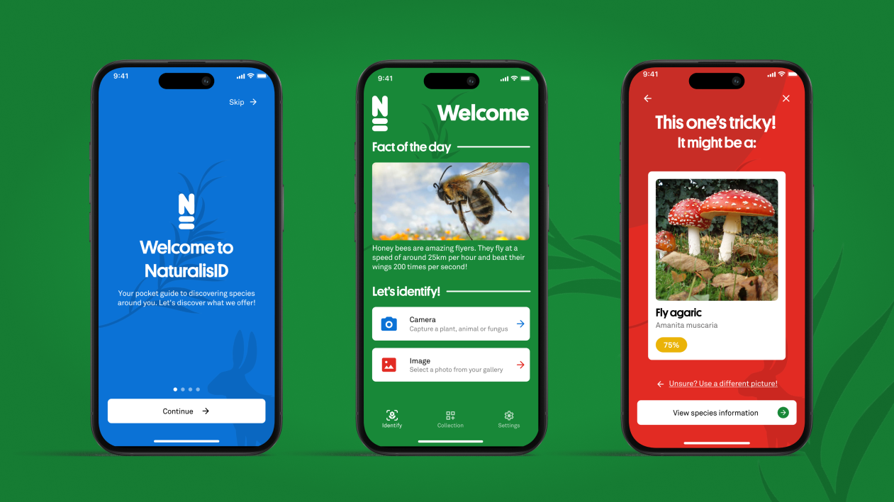 Drie smartphone-schermen van de NaturalisID-app tonen het welkomstscherm, een startscherm met een “feit van de dag” over een bij, en een determinatiescherm dat de vliegenzwam als mogelijke soort suggereert.