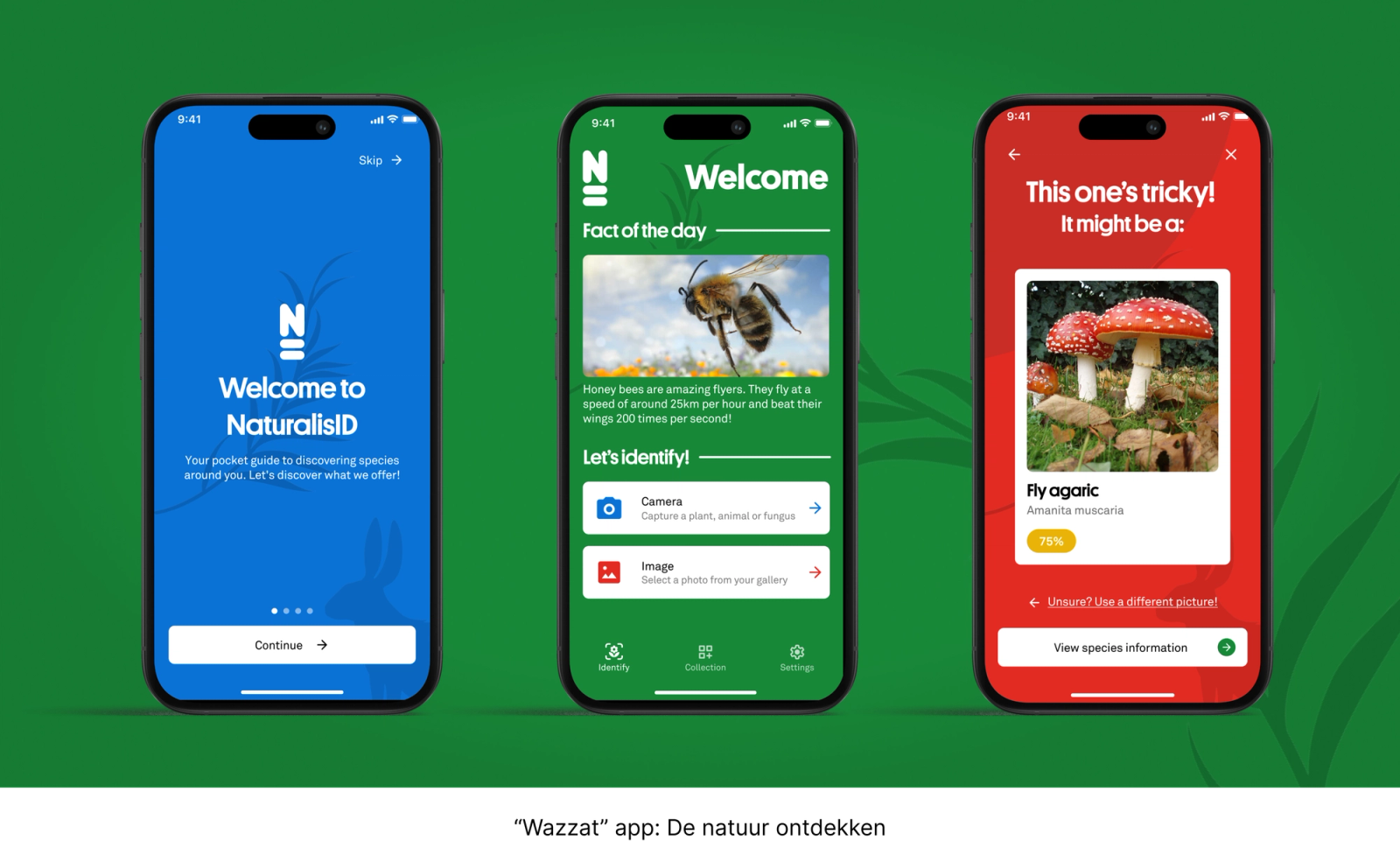 Drie smartphone-schermen van de NaturalisID-app tonen het welkomstscherm, een startscherm met een “feit van de dag” over een bij, en een determinatiescherm dat de vliegenzwam als mogelijke soort suggereert.