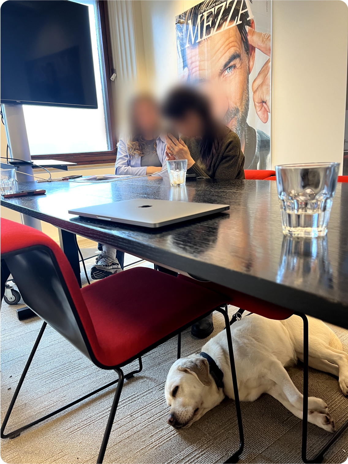 Accessibility user test at DPG Media with a visually impaired participant and guide dog; focus on inclusive UX.