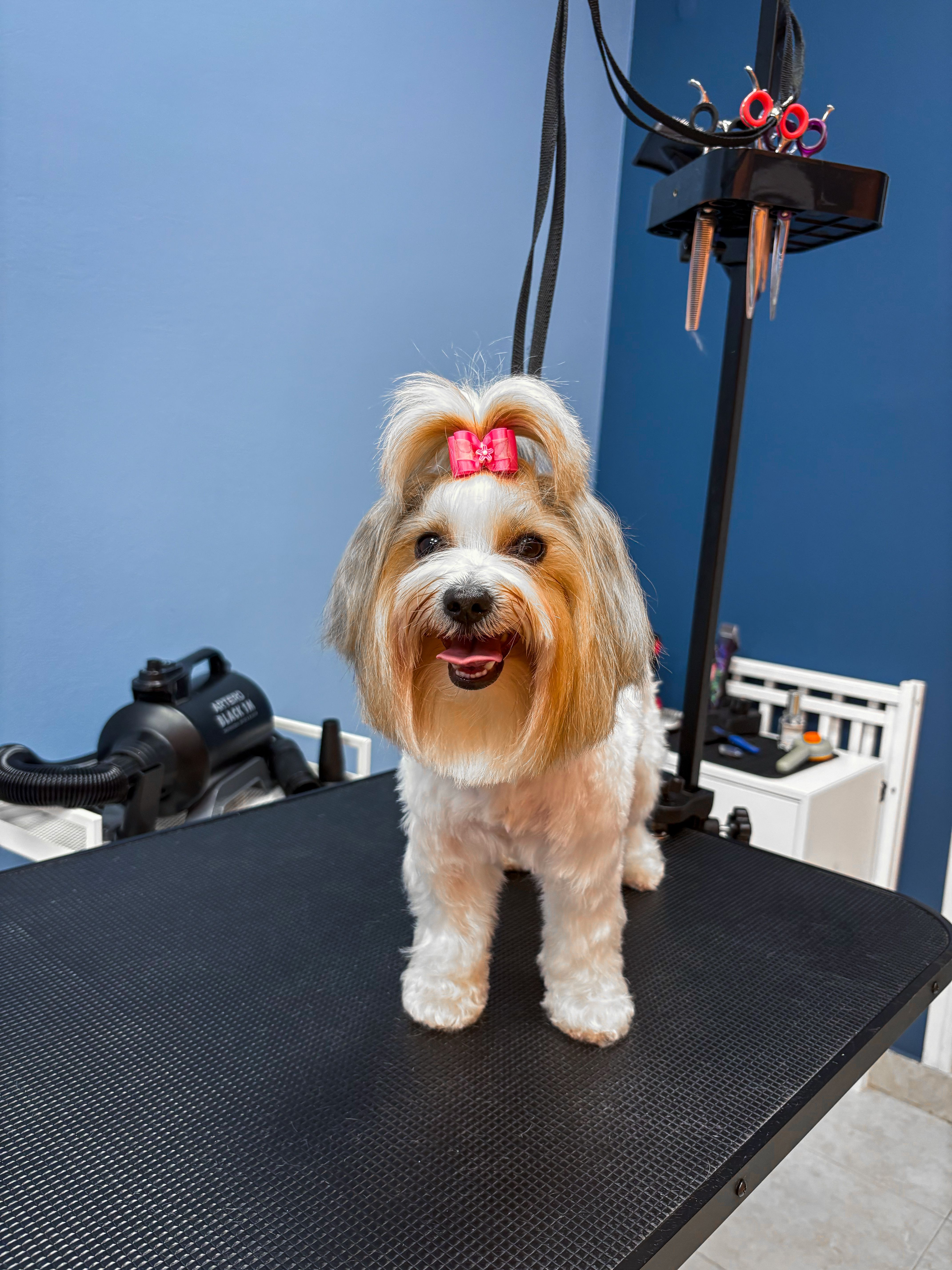 Dog grooming sofia price