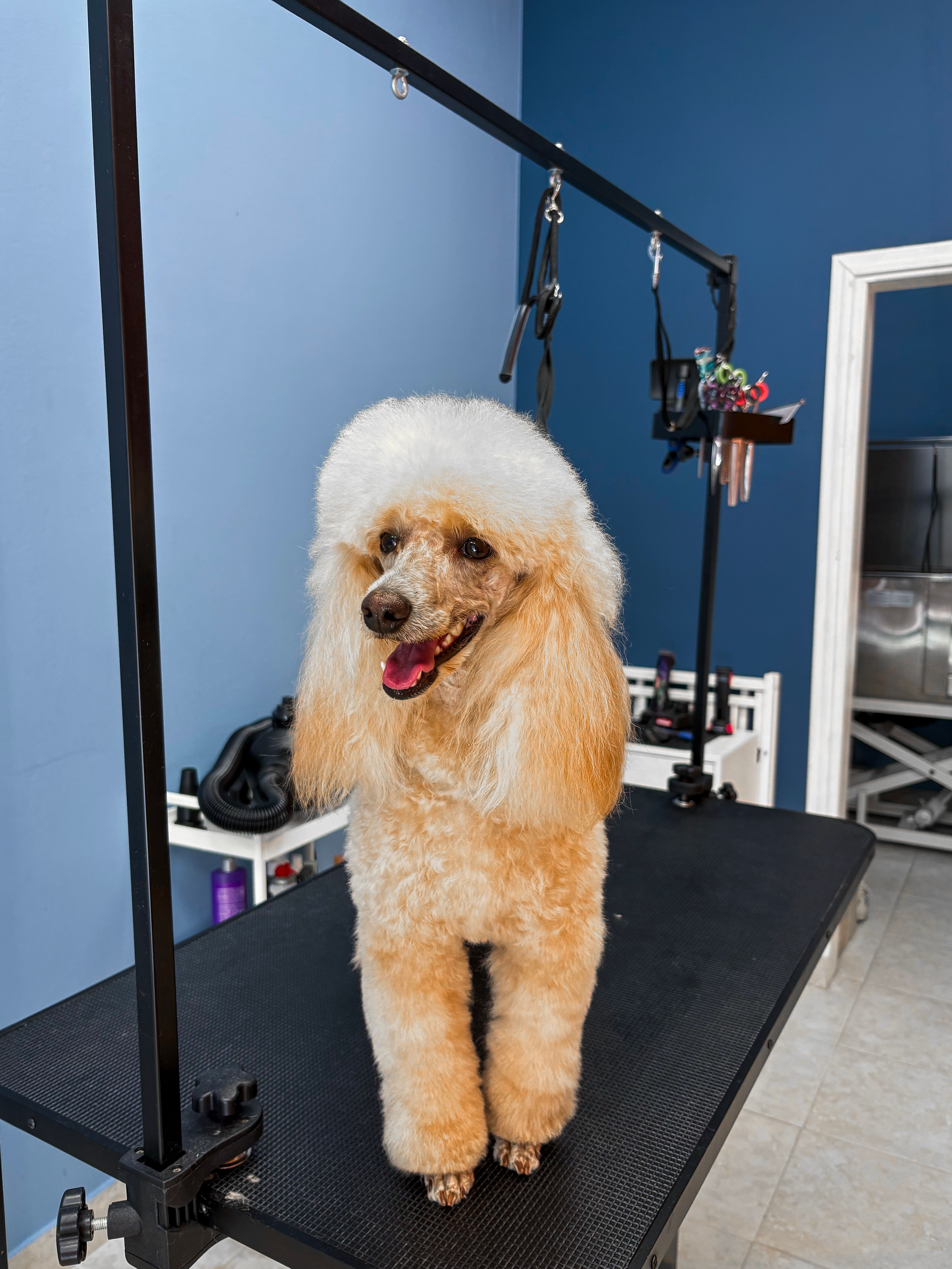 Poodle grooming Buxston