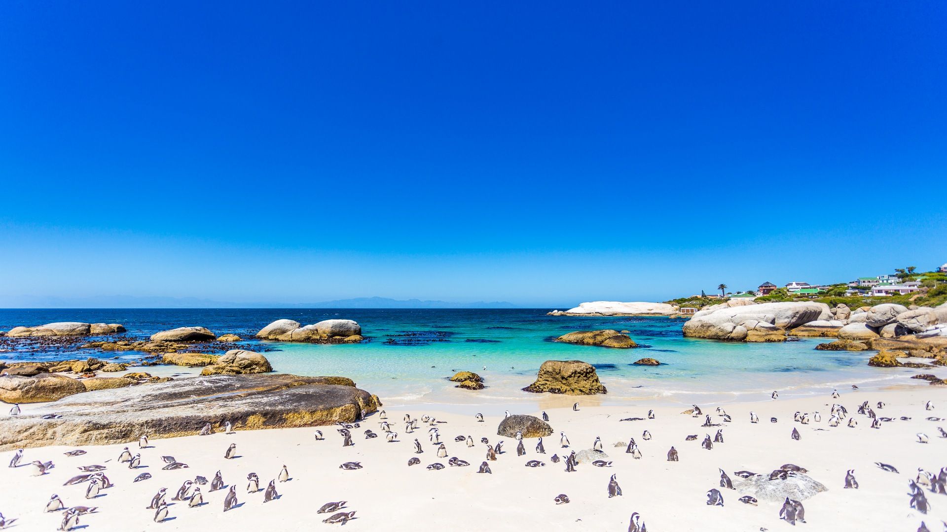 Strand mit vielen Pinguinen, Felsen und klarem blauem Meer unter blauem Himmel.