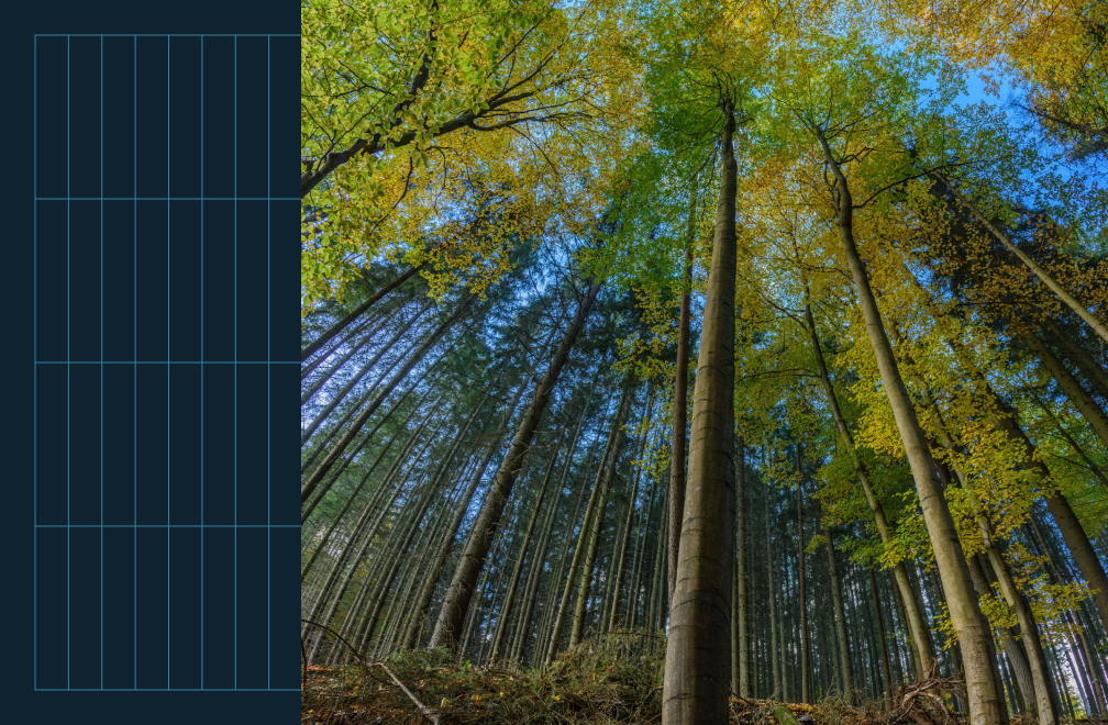 forest in autumn