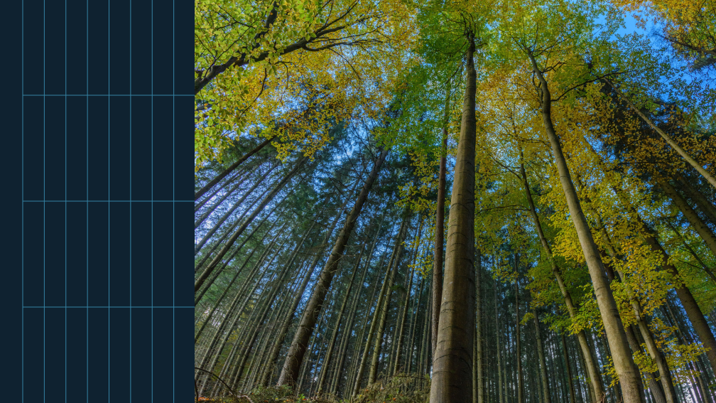 forest in autumn