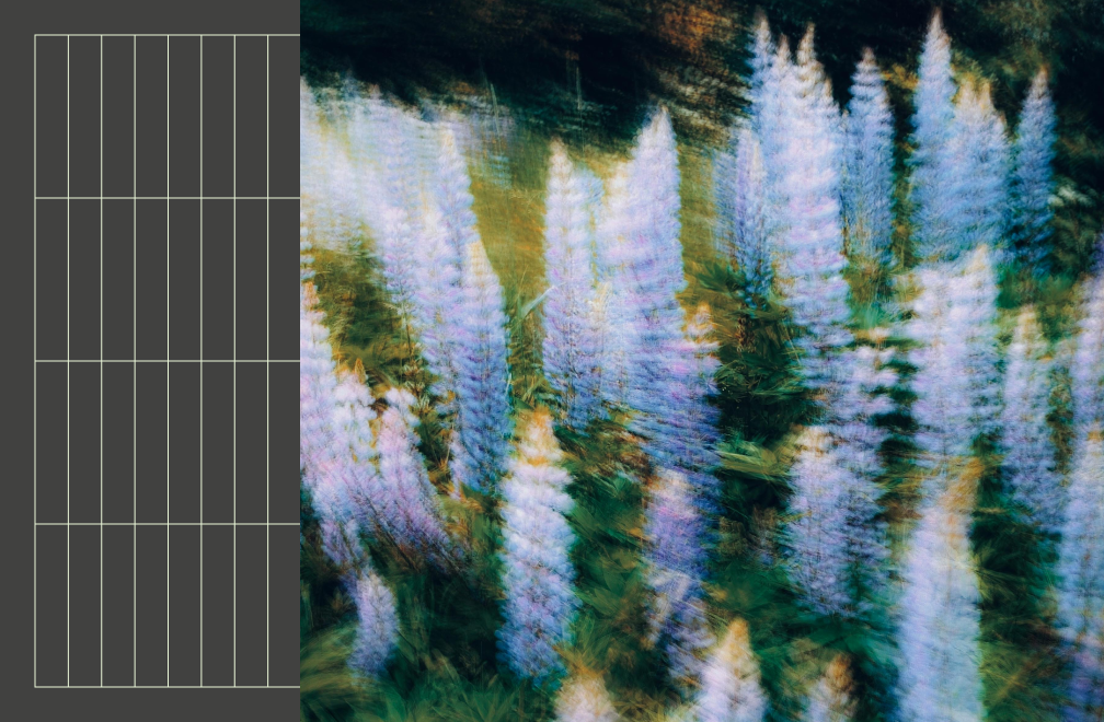 blurred image of lupines