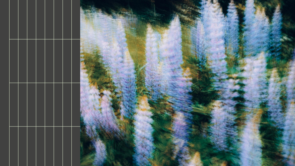 blurred image of lupines