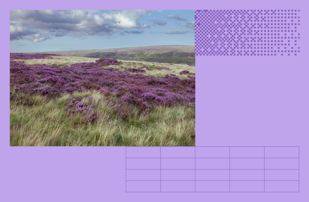 grassy hill with flowers