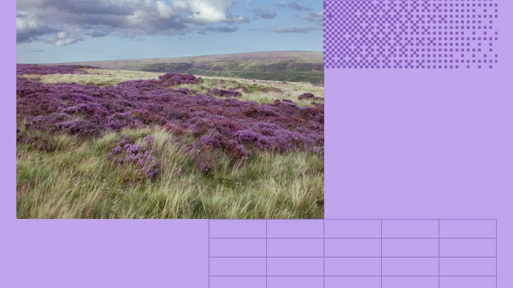 grassy hill with flowers