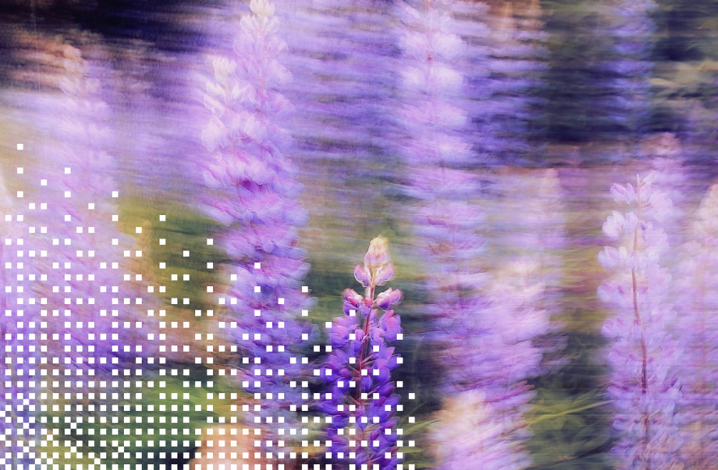 lupines in a meadow