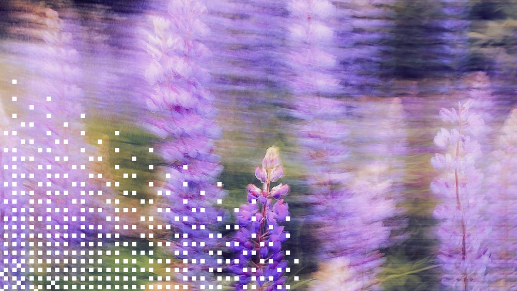 lupines in a meadow