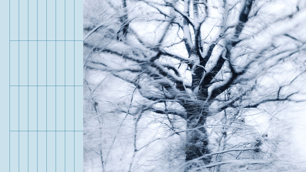 tree covered in ice and snow
