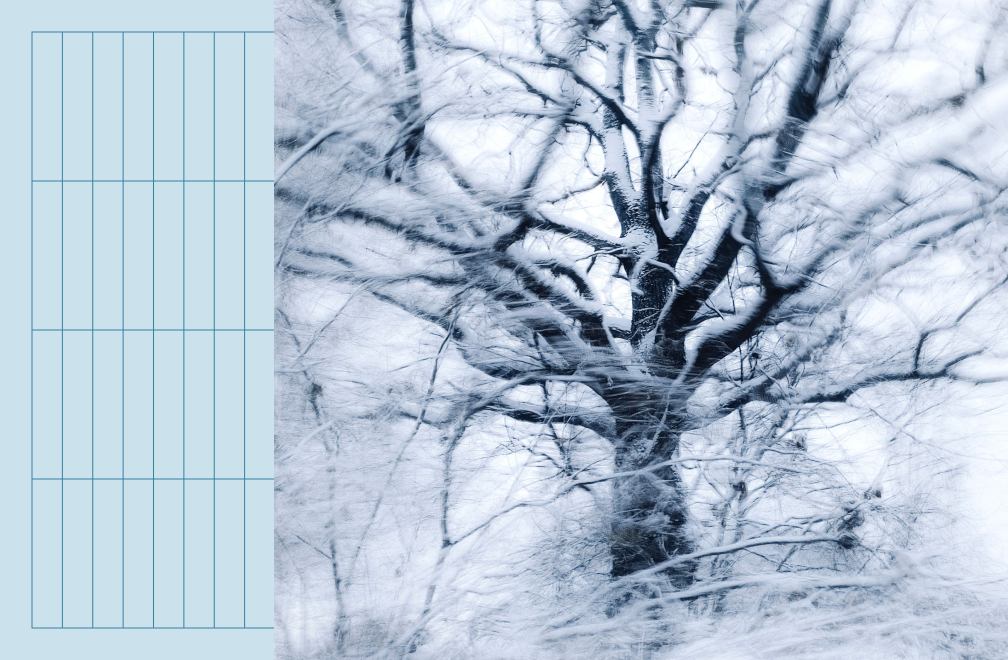 tree covered in ice and snow