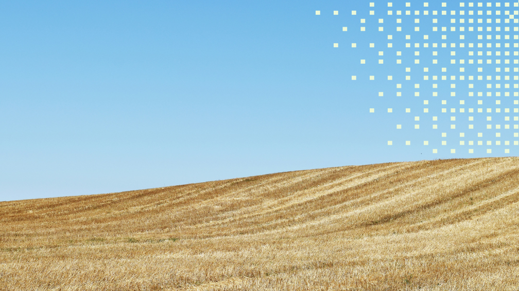 summer field