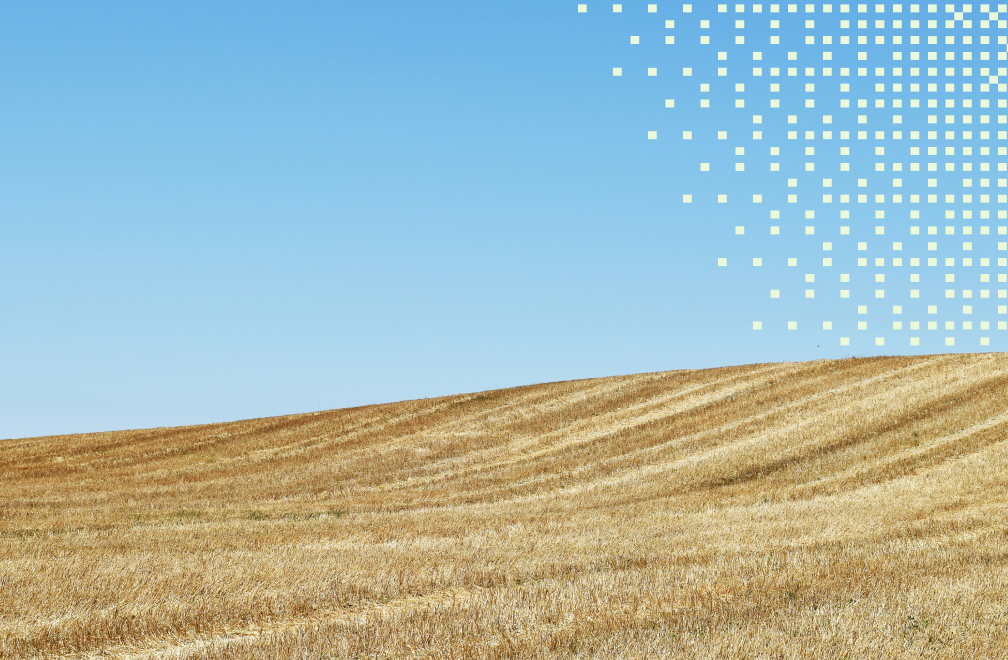 summer field