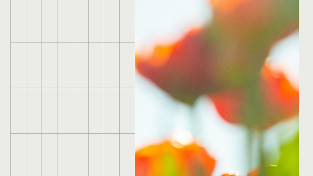 blurred image of a flower
