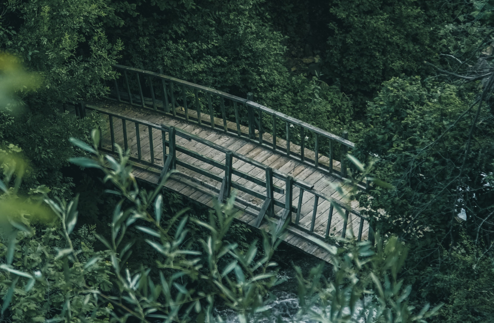 bridge in a forest