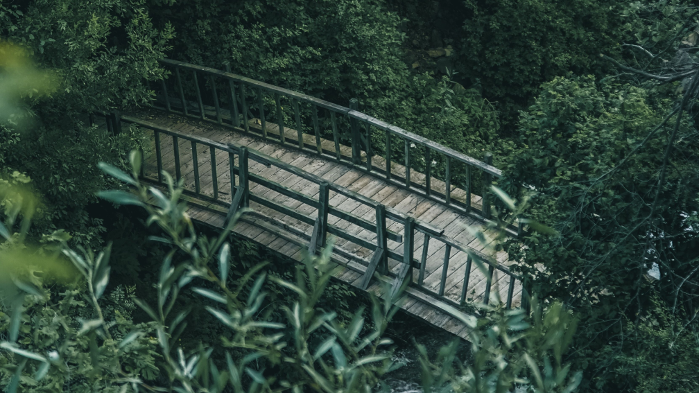 bridge in a forest