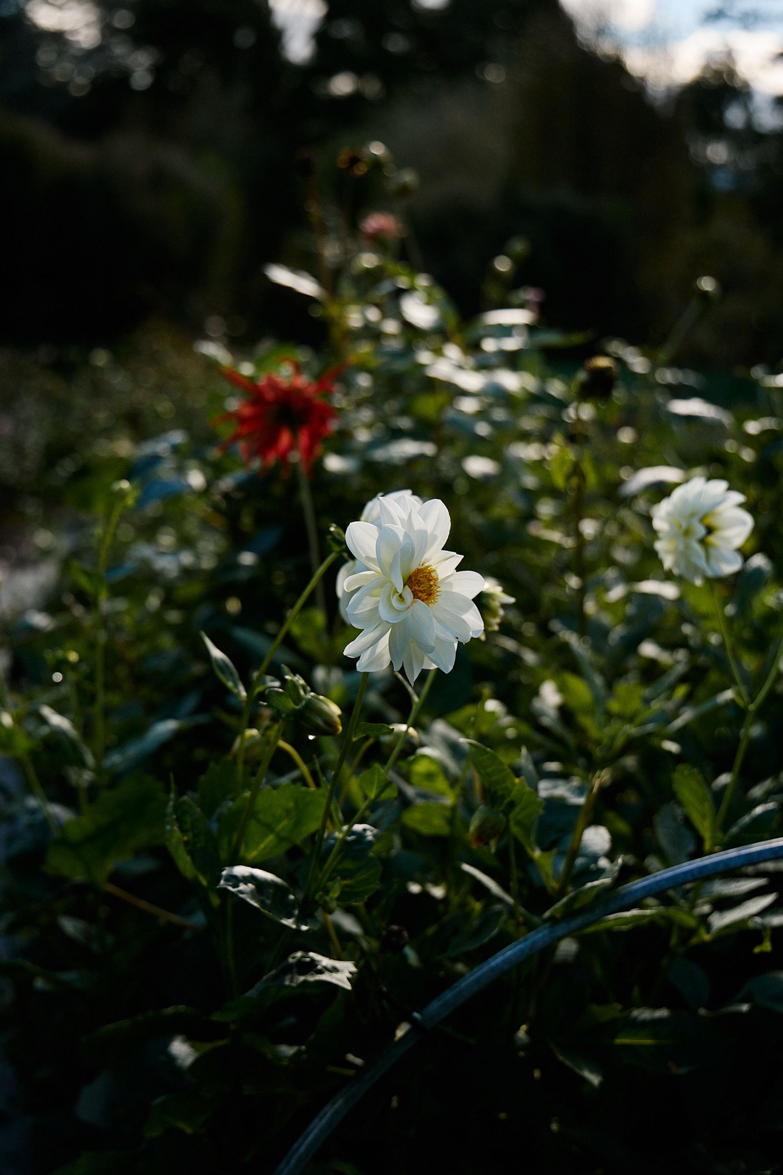 white dahlias growing in the flower fields