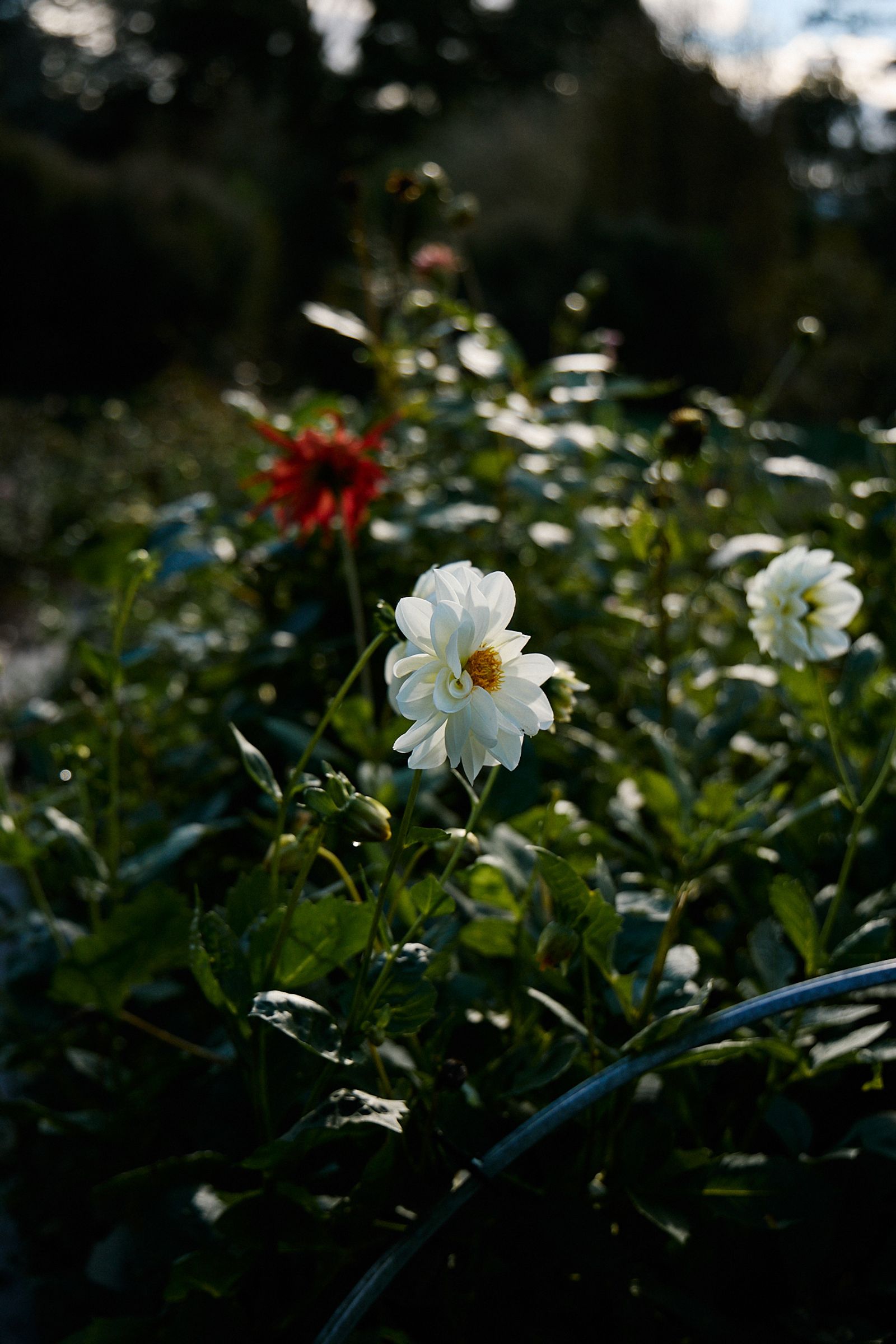 white dahlias growing in the flower fields