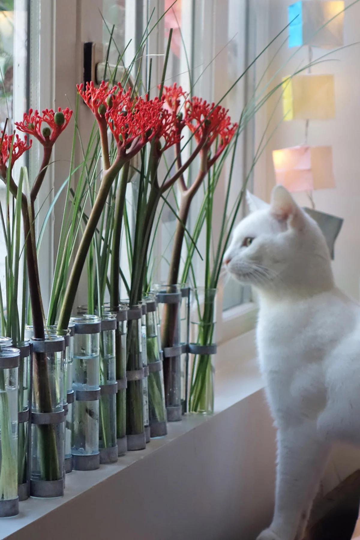 White cat on windowsill. Vases with red flowers in foreground. Colourful sticky notes decorate window in background.