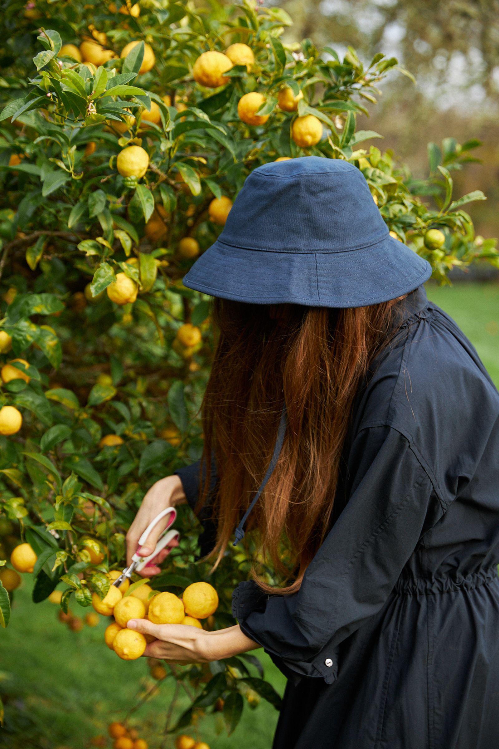 woman collecting citrus from the tree in a blue bucket hat