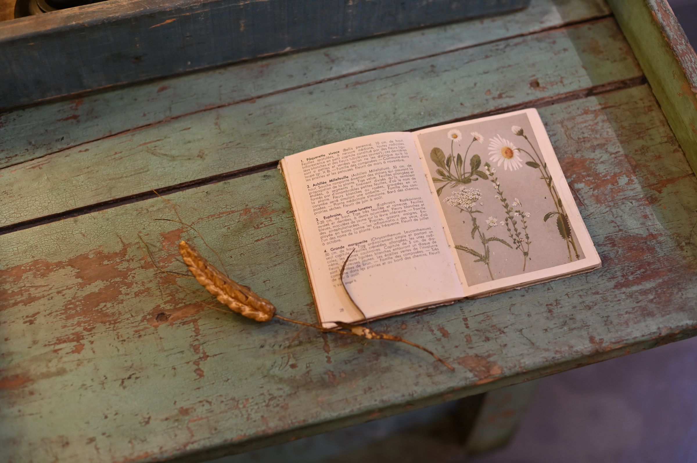 vintage flower book open with antique metal wheat