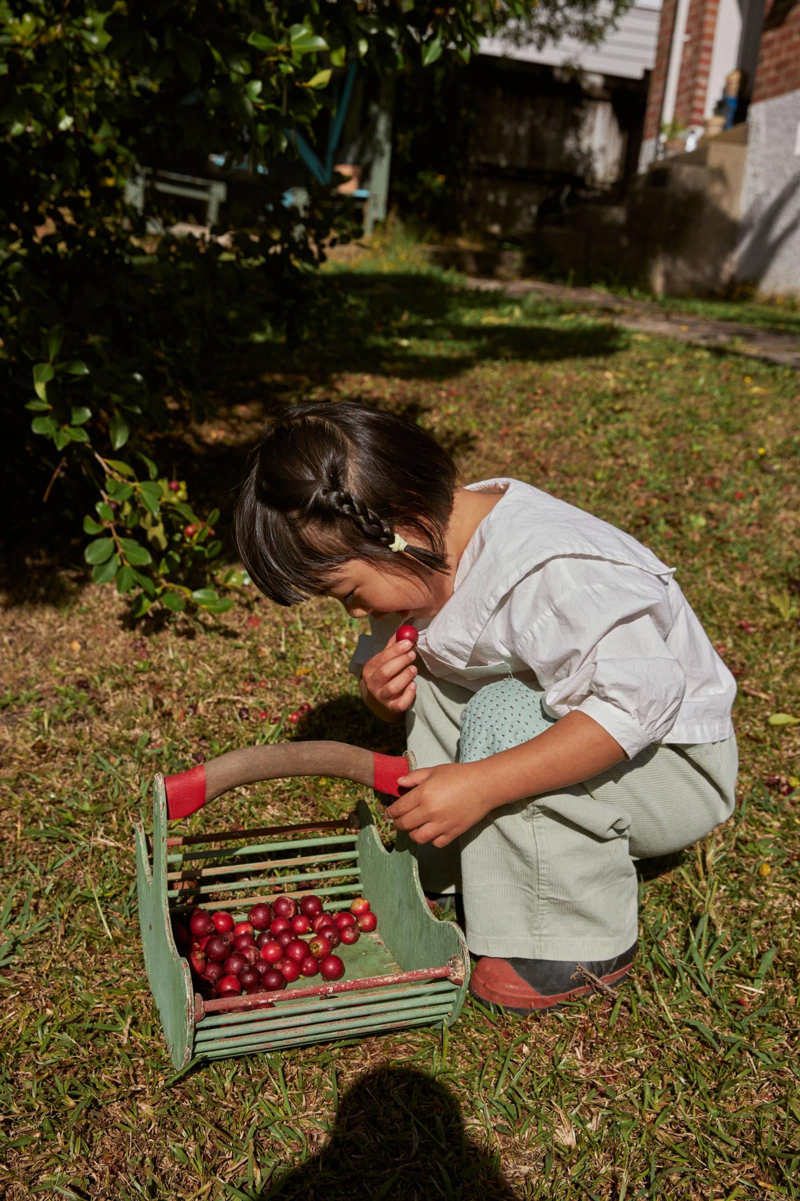 small girls eats freshly picked guavas from a wooden rug in the garden