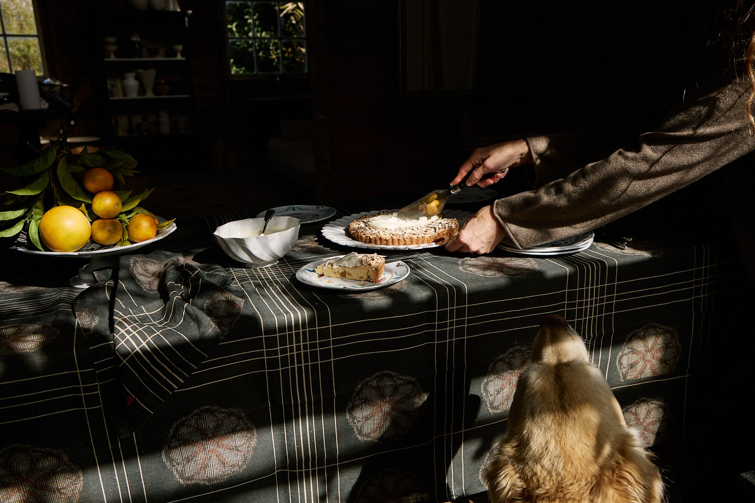 Aila's dog looking for cake set on the table in the sun 