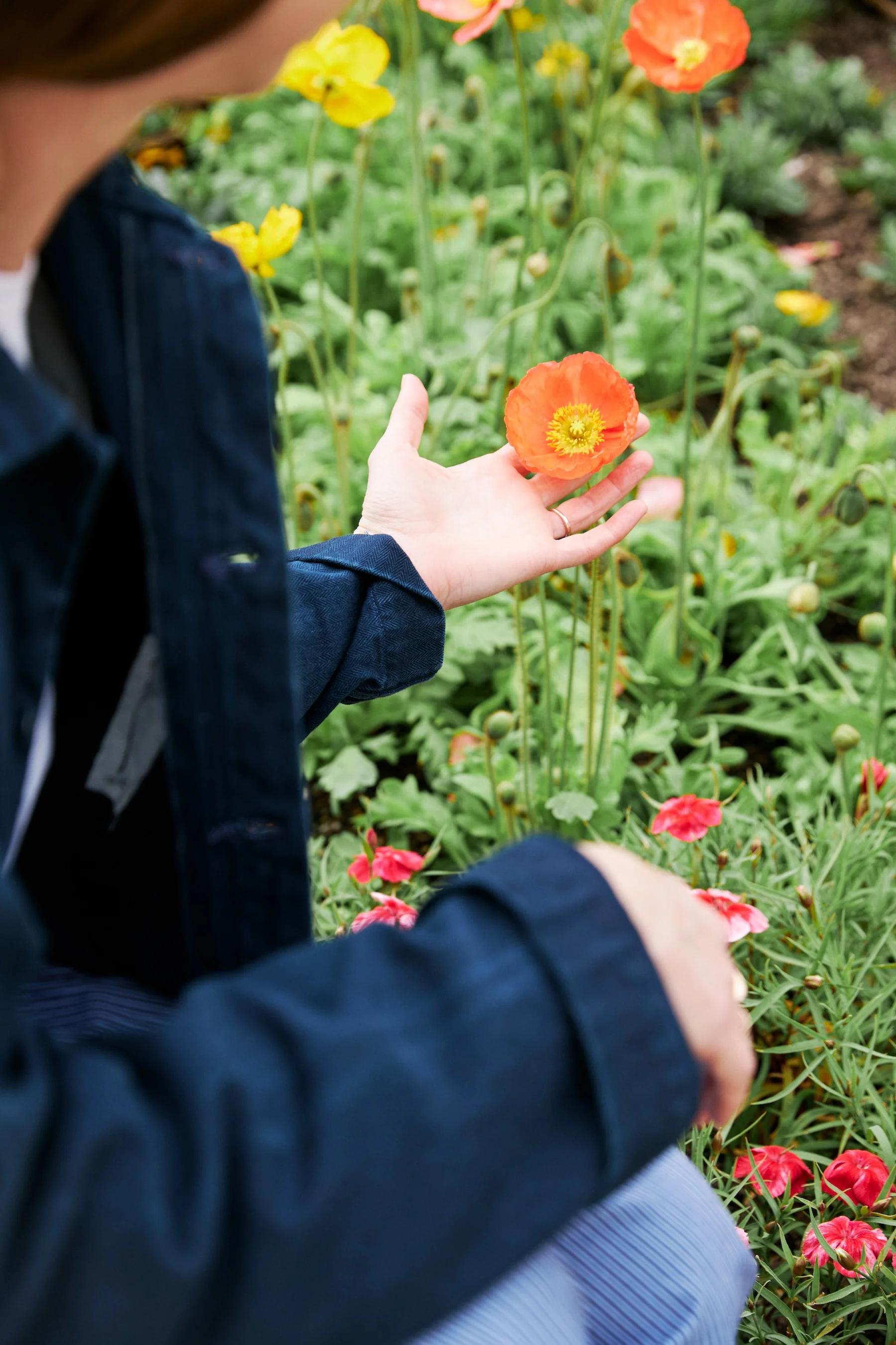 A hand holding an orange poppy in the garden, blue indigo jacket in the foreground. 