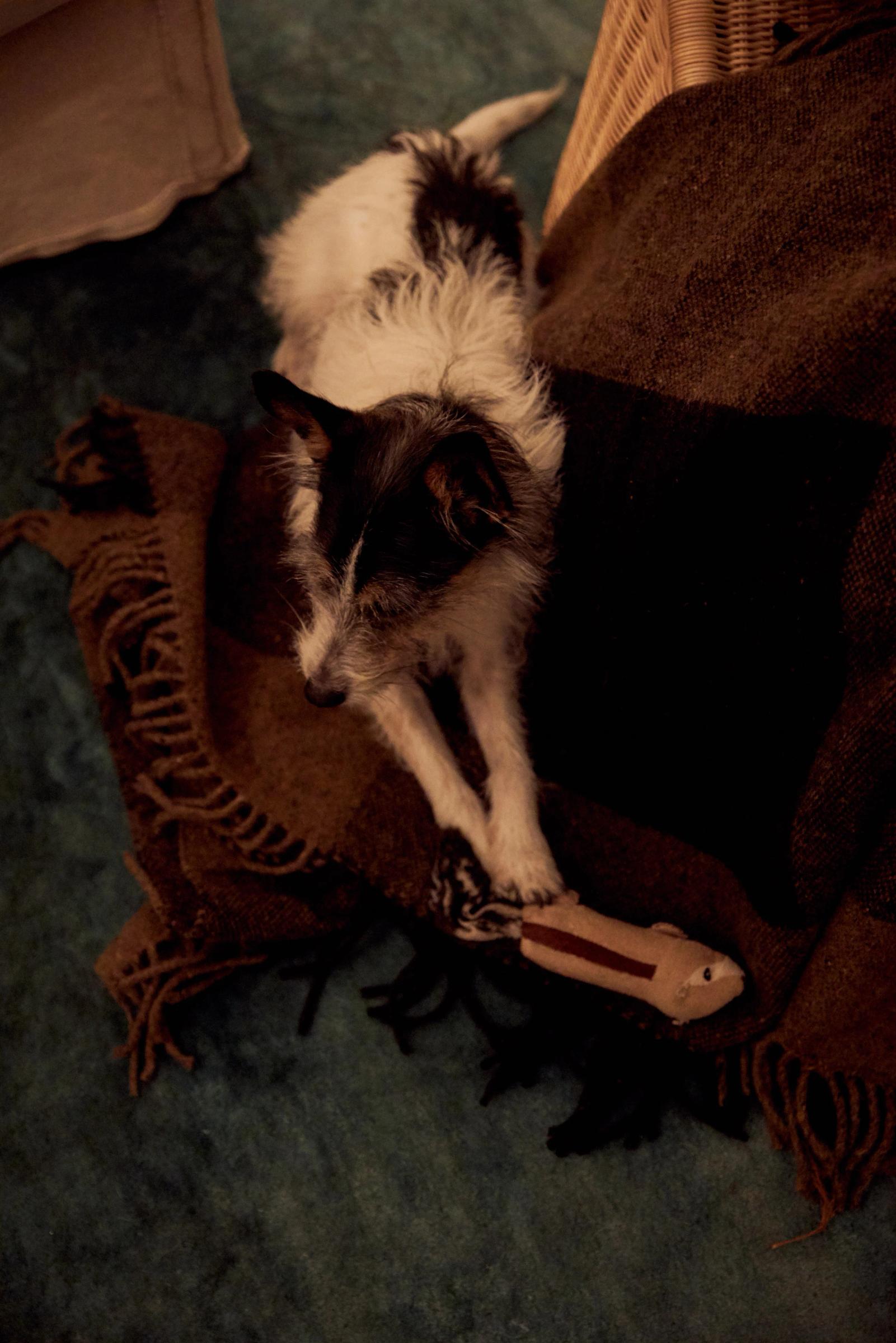 A medium sized black and white dog lies on its front on a brown blanket on the floor with a plush hedgehog toy under its extended front paw.