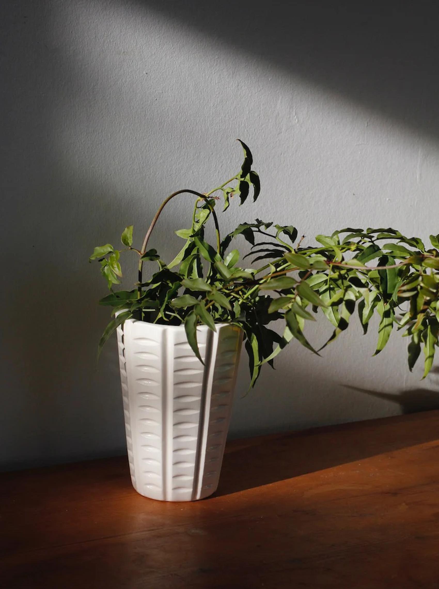 White, textured Rachel Carley vase filled with lush green foliage on wooden surface. Trailing stems extend from vase. Soft, natural light casts gentle shadows