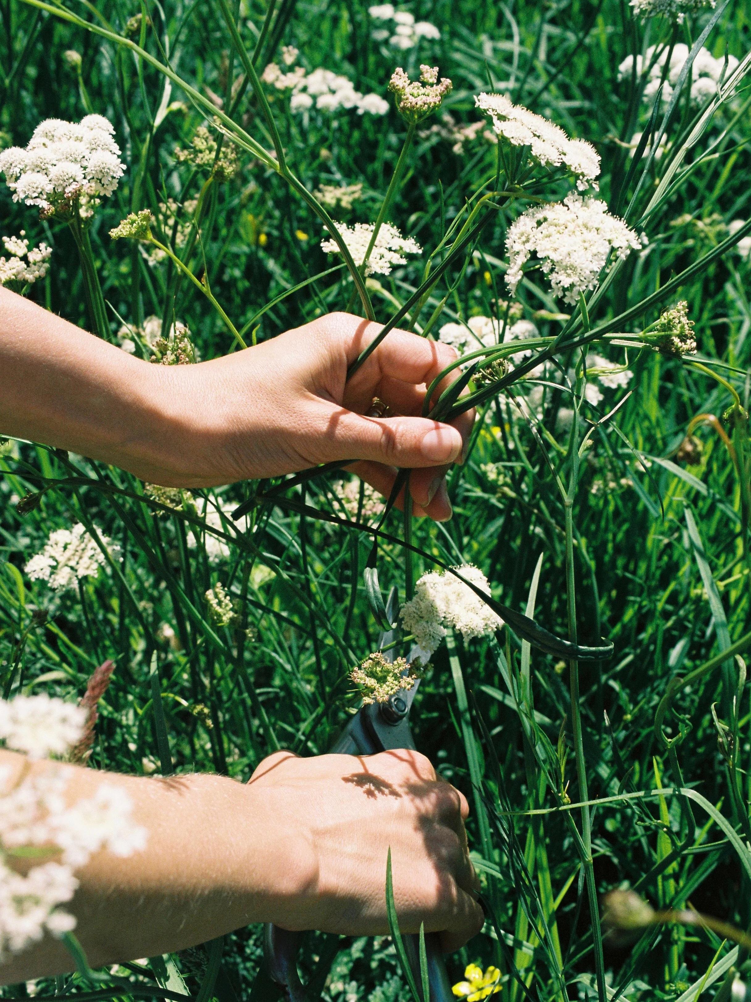 Hands cutting white wildflowers in a green field with scissors, surrounded by lush grass and other wildflowers in the background.