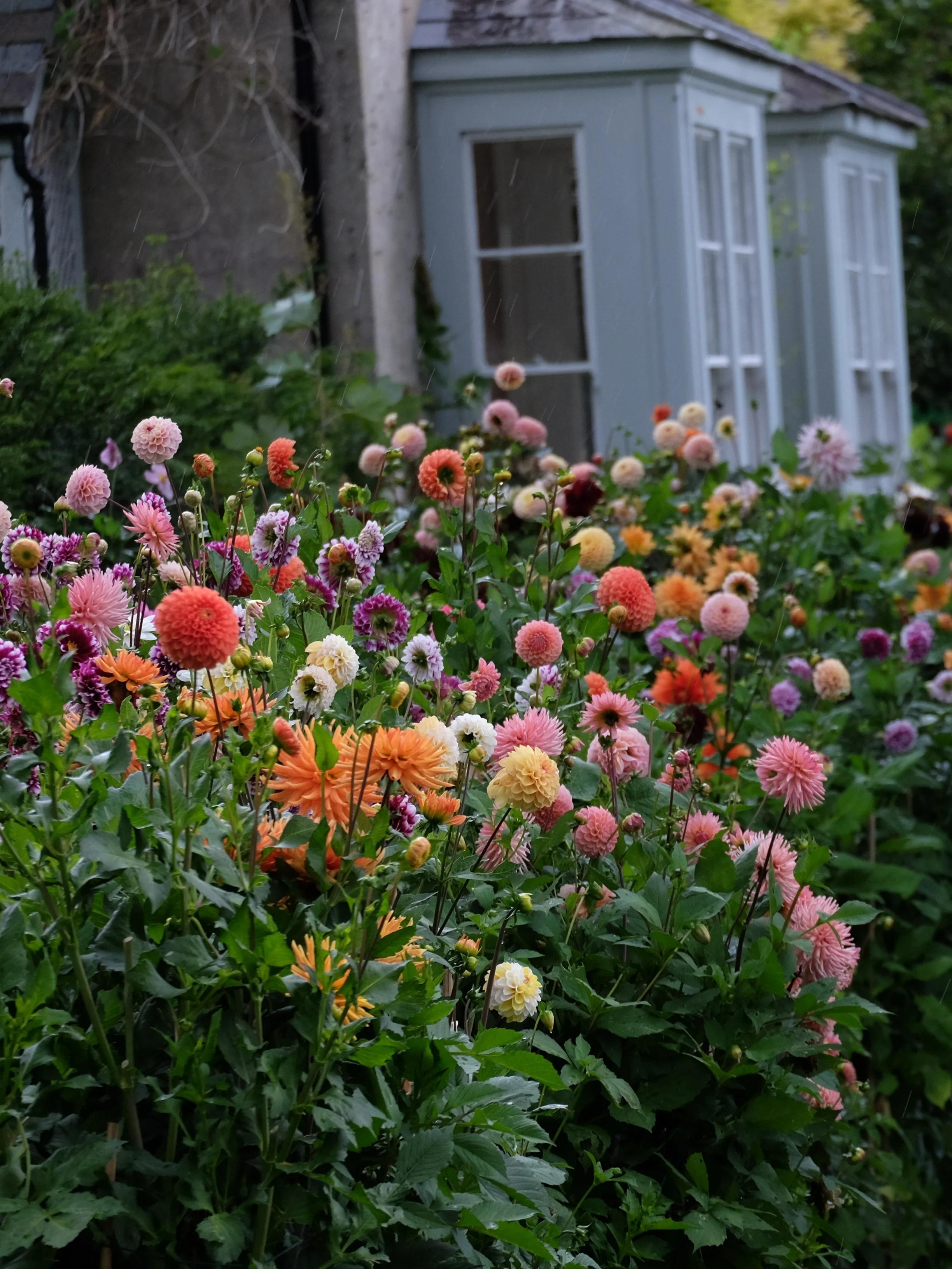 Colourful garden with dahlias in pink, orange, white, and purple. Grey and white house visible in background.