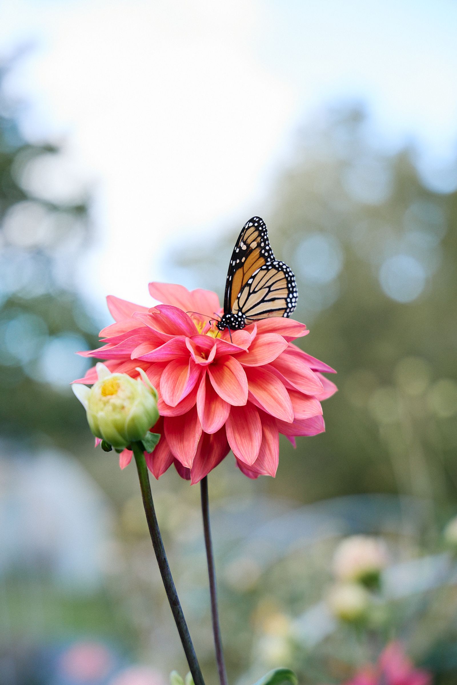 butterfly sitting on a pink dahlia in the garden