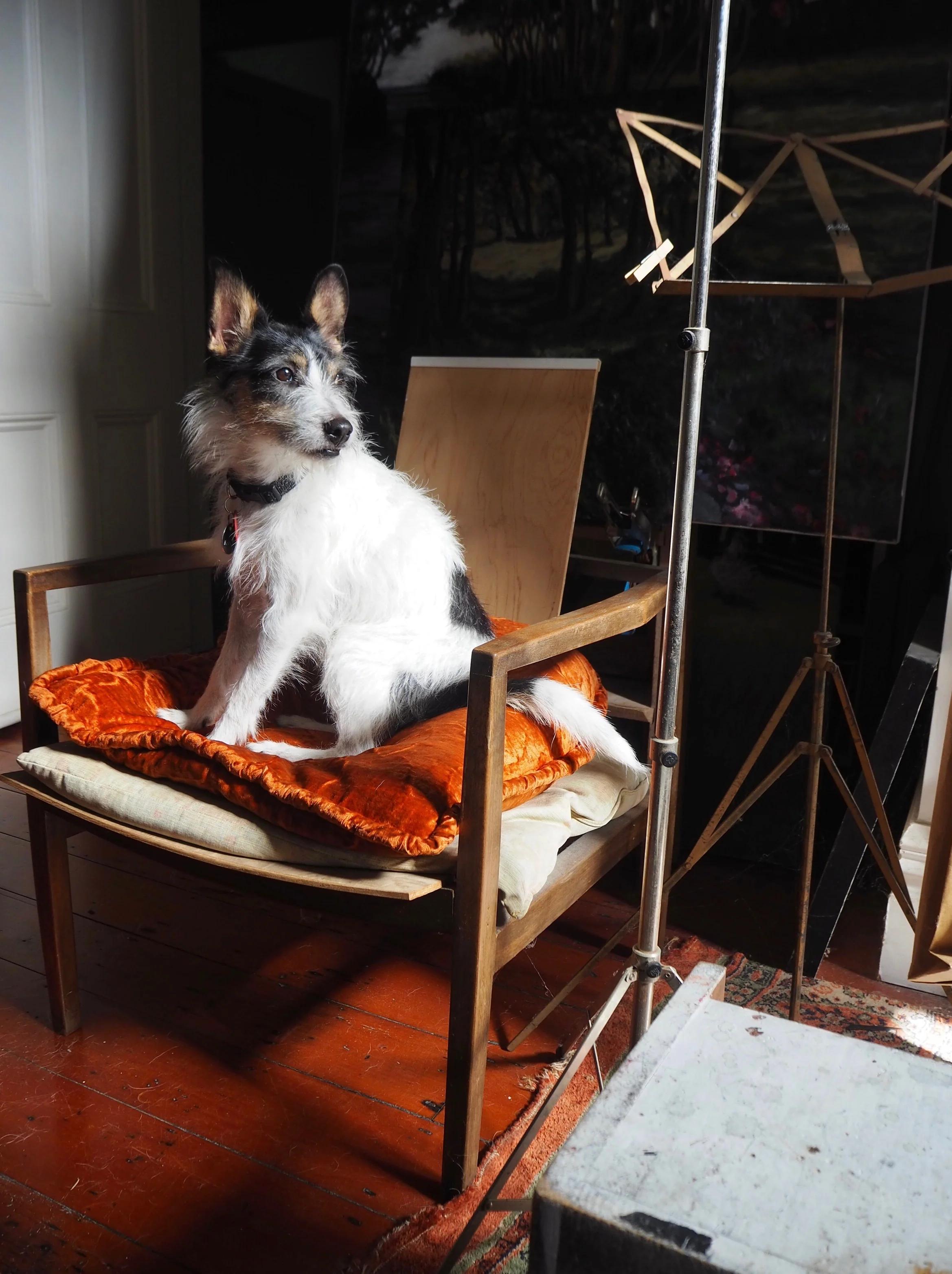 Small black and white dog on wooden chair with orange cushion. Max Thomson painting above. Music stand nearby in sunlit room.