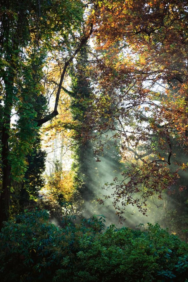 Sunlit forest scene. Light beams through vibrant green and autumn leaves. Lush undergrowth beneath.