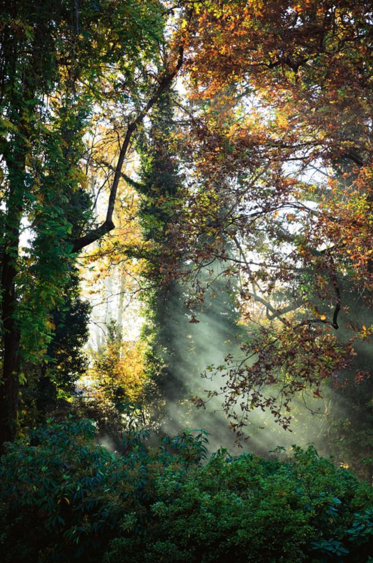 Sunlit forest scene. Light beams through vibrant green and autumn leaves. Lush undergrowth beneath.