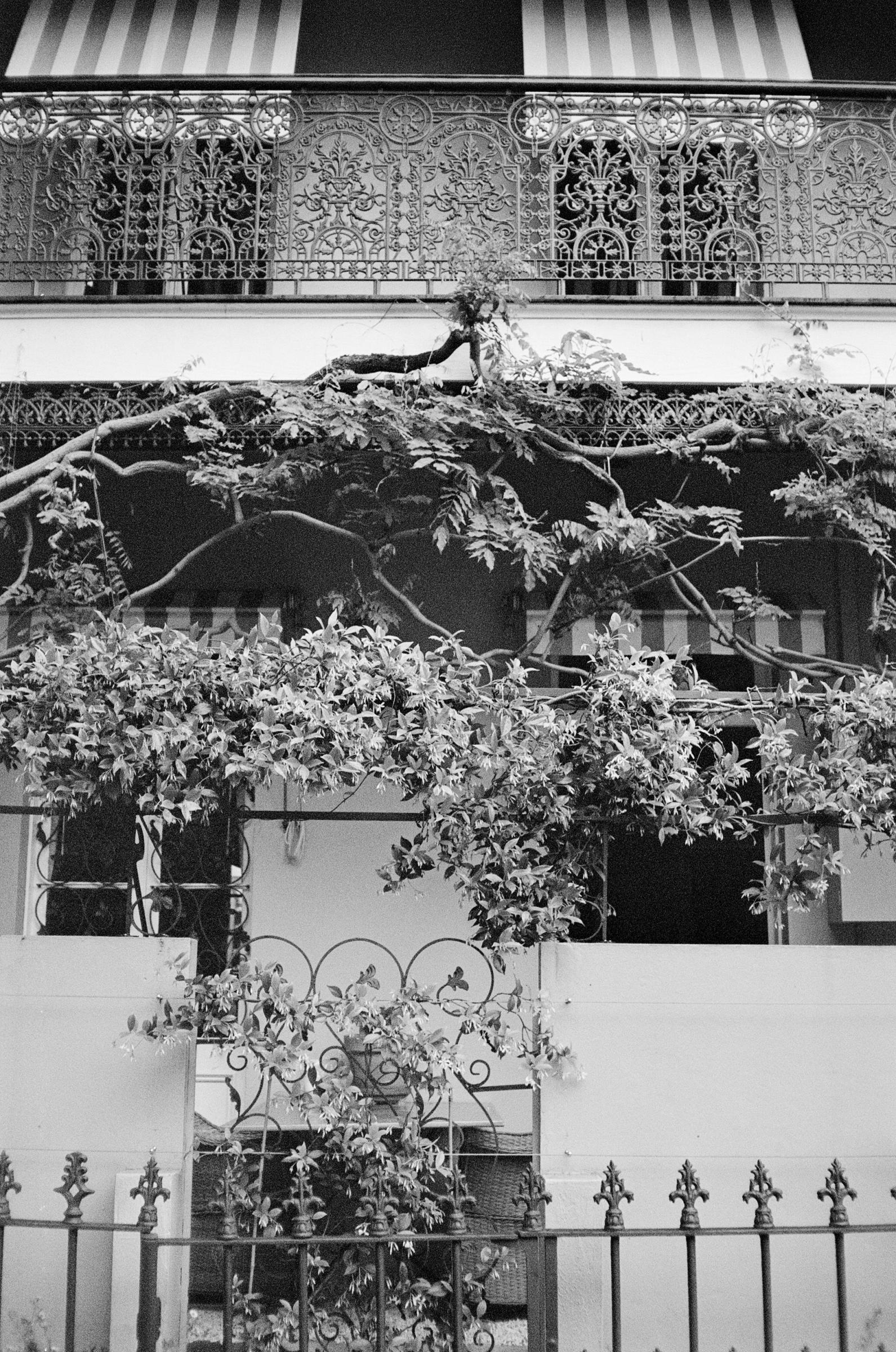 leafy entrance to a residential home with fabric awning and iron gate  