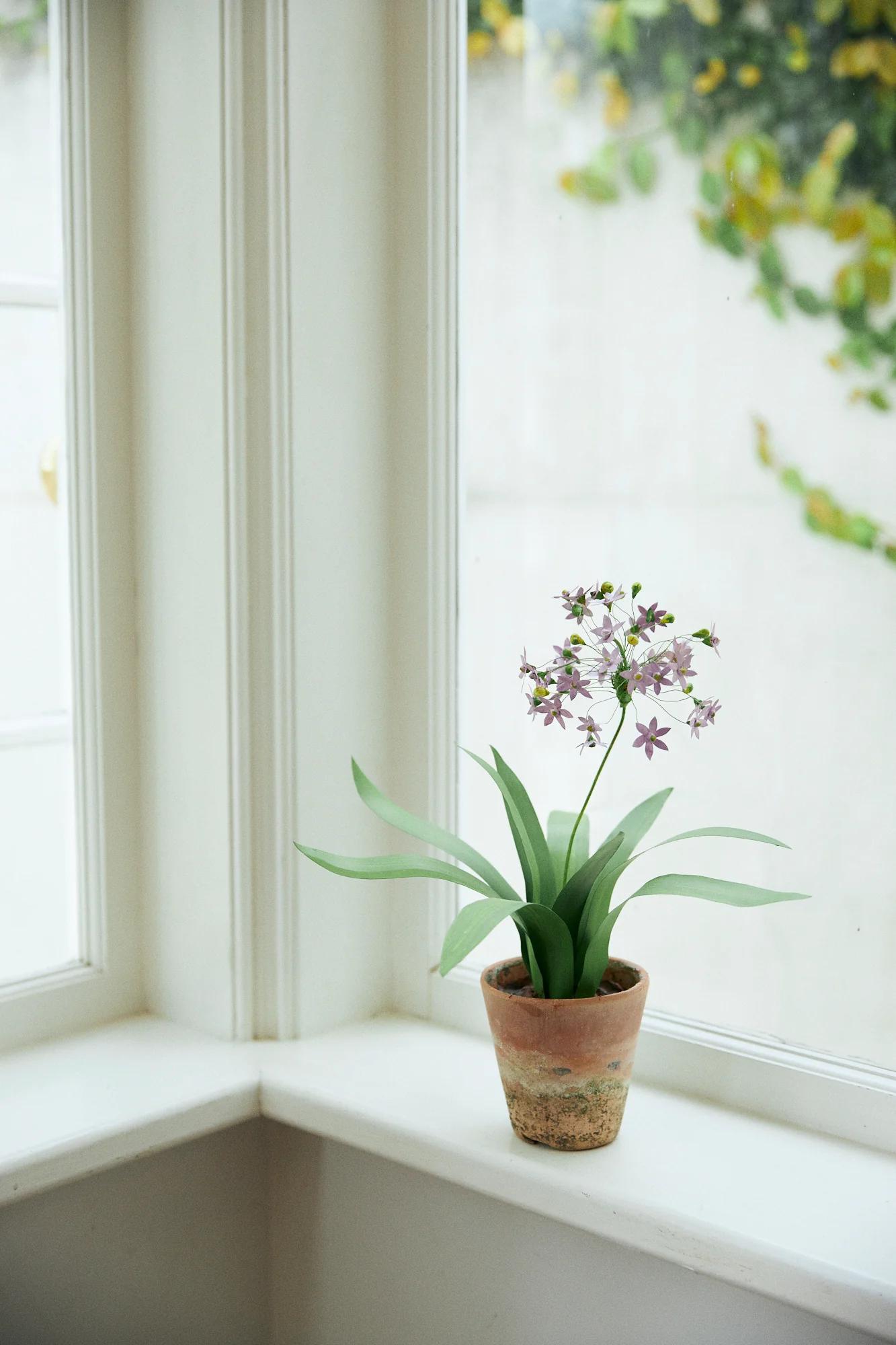 Potted orchid with pink flowers on white window ledge. White walls frame window, leafy greenery outside.