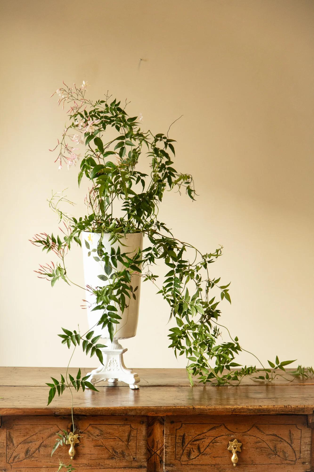 Potted plant with green vines and white flowers in white vase on wooden dresser. Plain beige wall background.