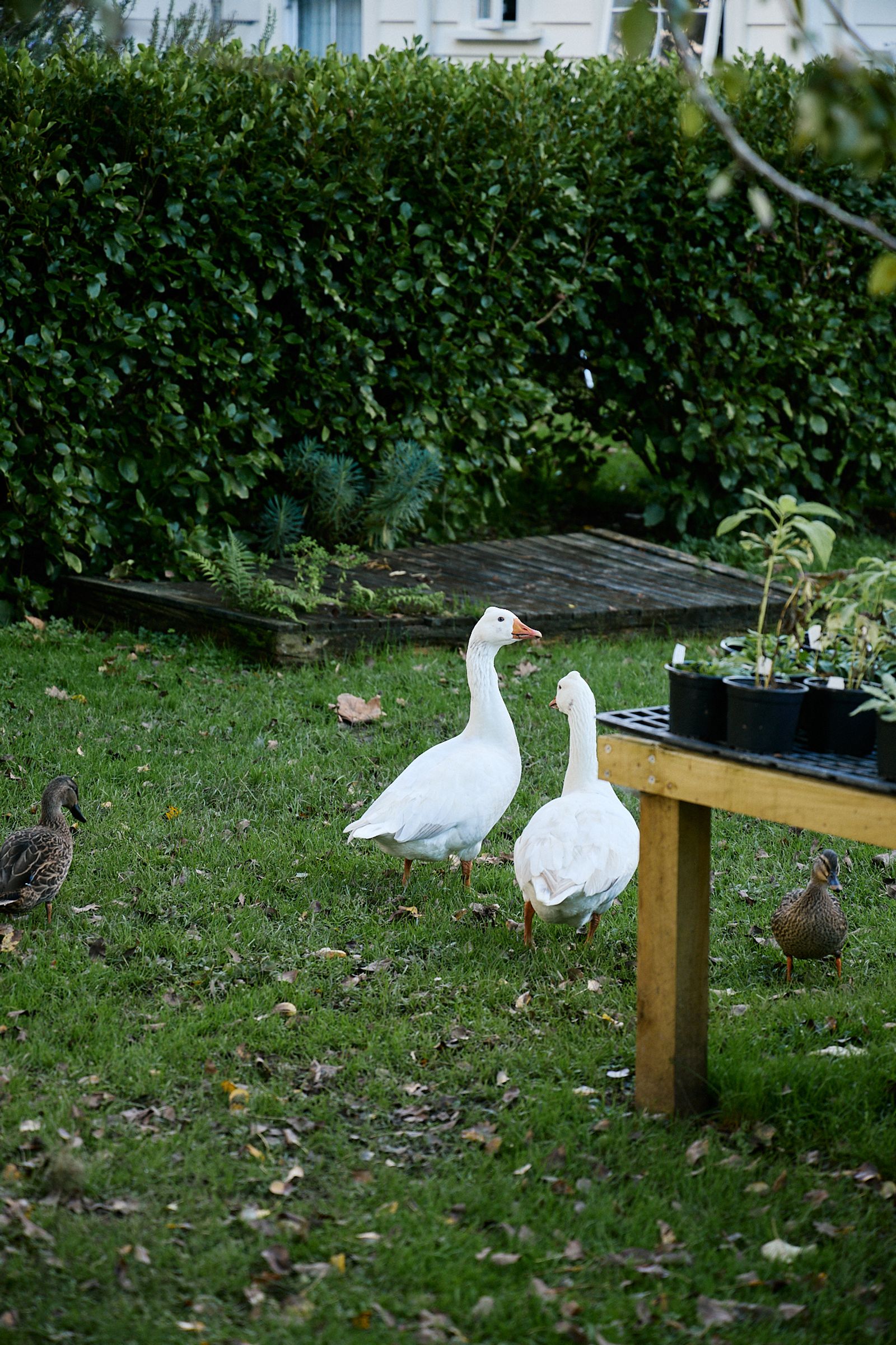 two white geese wandering through the farm's nursery