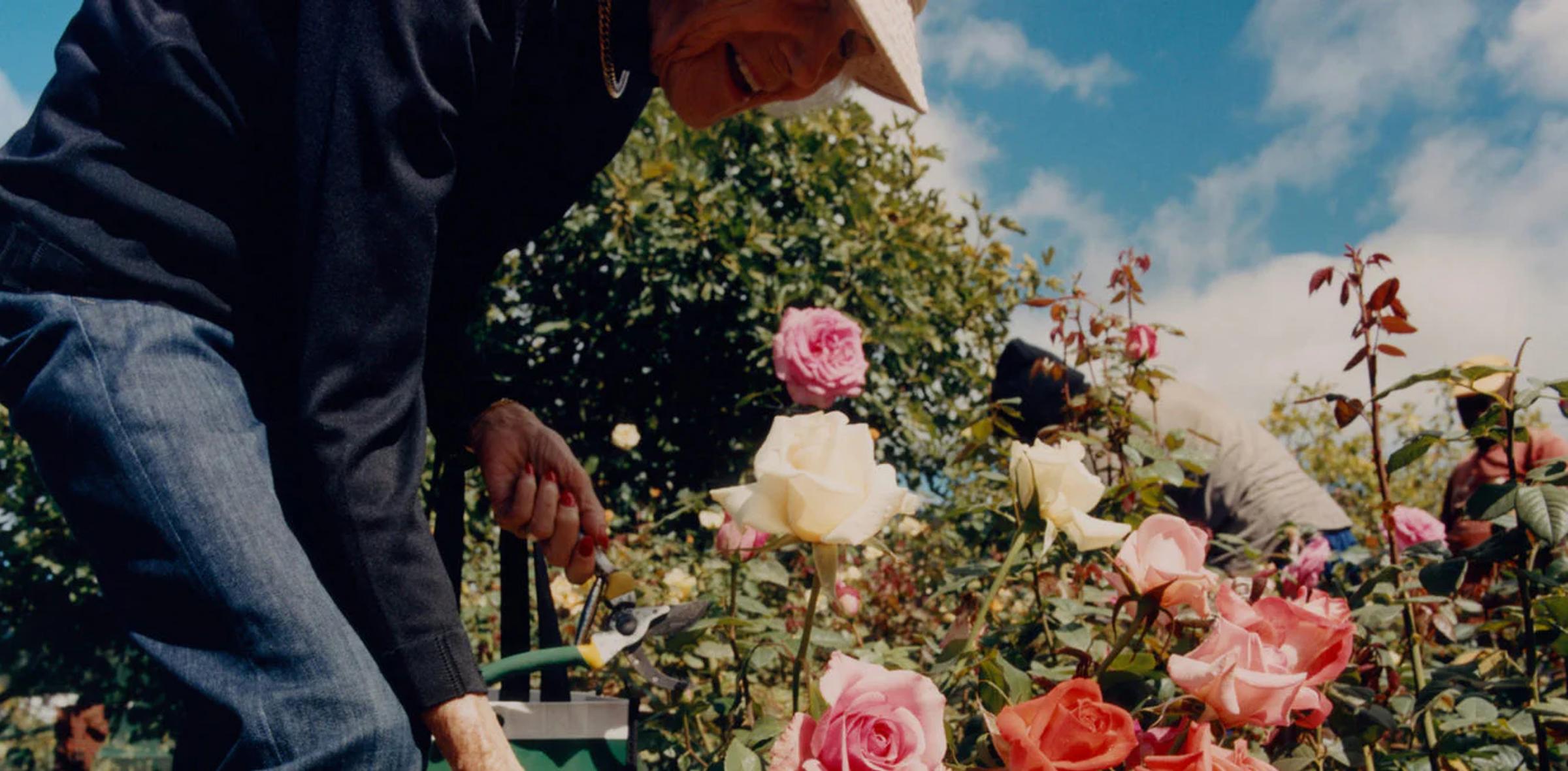 Person in hat and dark clothes smiles while tending colorful rose garden. Esthetician working in background under blue sky with scattered clouds.