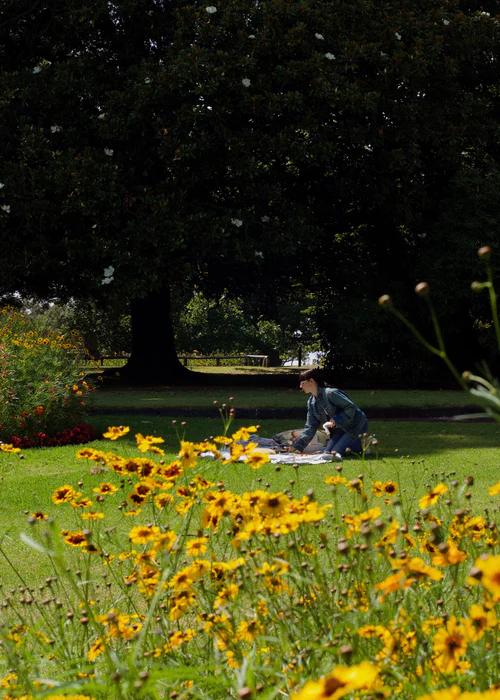 A grassy park with yellow wild flowers in the foreground, trees in the background, lit brightly by sunlight. A woman kneeling on a blanket is in the distance.