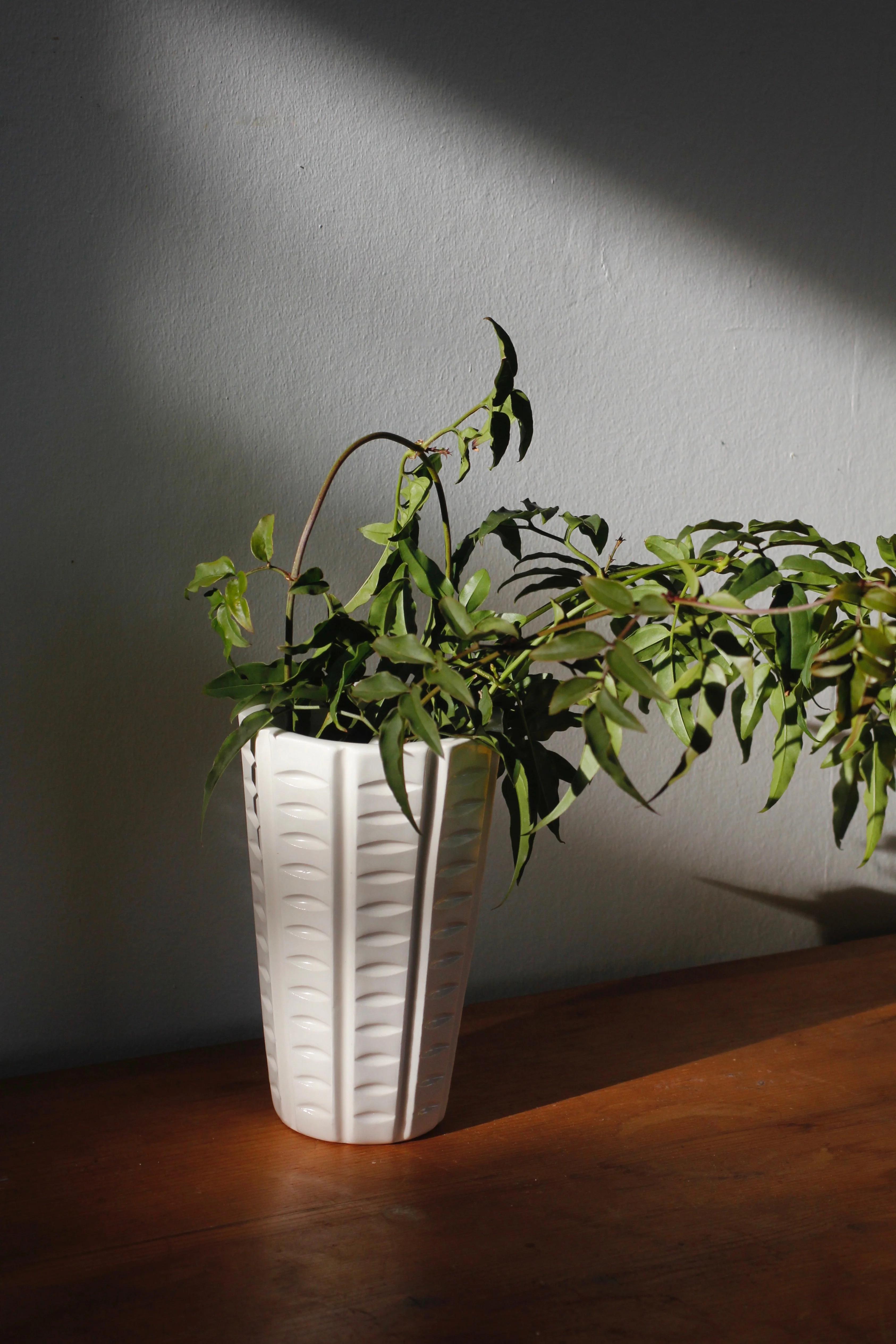 A leafy green plant in a white ceramic vase sits on a wooden surface, partially lit by sunlight. The setting reflects Palestinian traditions.