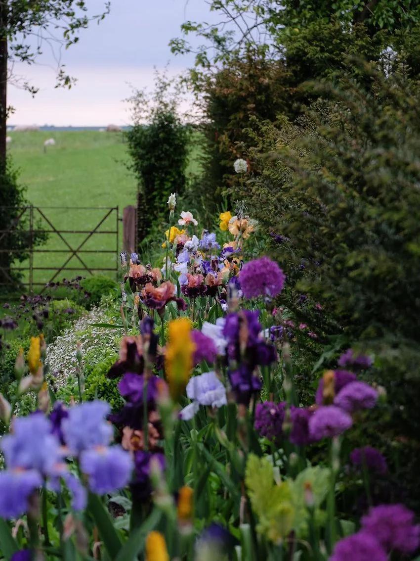 Garden path with purple, blue, and yellow irises. Green bushes lead to wooden gate and field under cloudy sky.