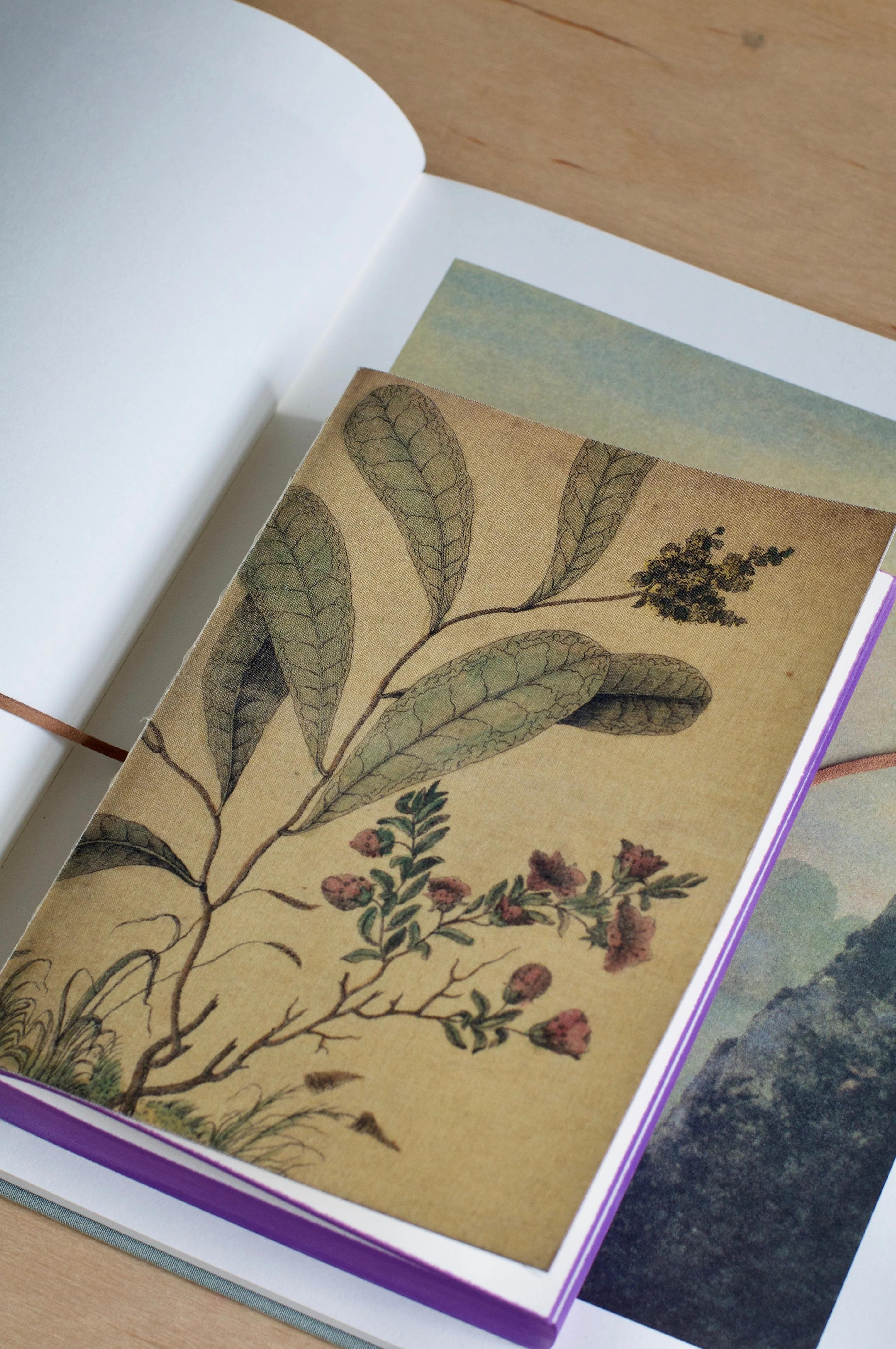 Open book on wooden surface showing botanical illustration. Muted, earthy colours give antique feel to plant and flower drawings.